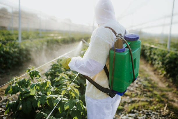 Reliable South Amboy, NJ Pest Control Solutions